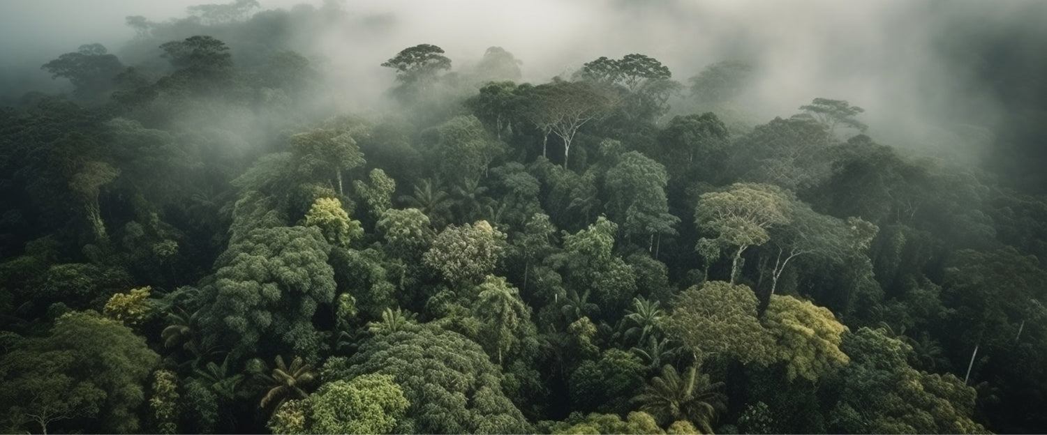 What It Means To Save 50,000 Trees